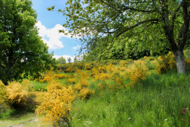 Vente
LOIRE HAUT FOREZ MAISON DE CAMPAGNE 2 HA