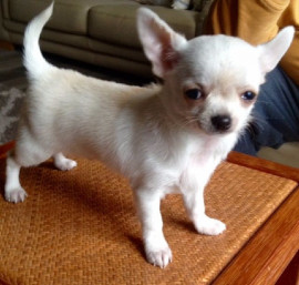 Chien
Magnifique chiot Chihuahua femelle