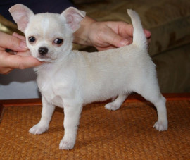 Chien
Magnifique chiot Chihuahua femelle