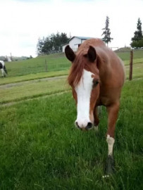 
                                                                                        Cheval
                                                                                         Magnifique hongre arabe alezan pour votre famille