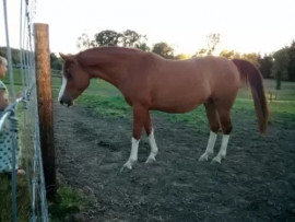 
                                                                                        Cheval
                                                                                         Magnifique hongre arabe alezan pour votre famille