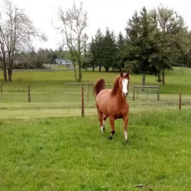 
                                                                                        Cheval
                                                                                         Magnifique hongre arabe alezan pour votre famille