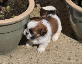 
                                                                        Chien
                                                                         Magnifique petite boule shih tzu femelle