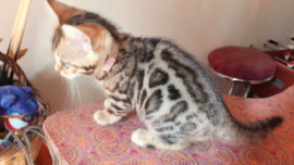 Chat
Magnifique petits chatons bengal browon