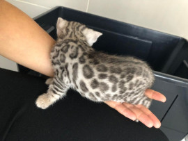 Chat
Magnifique petits chatons bengal browon