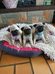 Chien
Magnifiques bébés carlin non LOF
