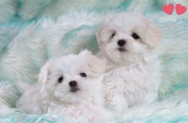 
                                                                        Chien
                                                                         Magnifiques chiots Bichon maltais LOF