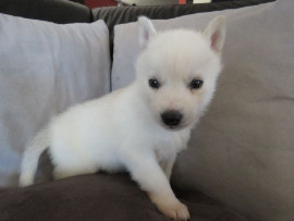 
                                                                        Chien
                                                                         Magnifiques chiots husky pour famille