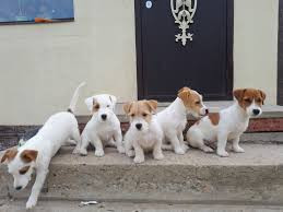 
                                                                        Chien
                                                                         Magnifiques chiots jack russel