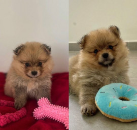 Chien
Magnifiques chiots spitz pomeraniens