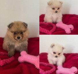 Chien
Magnifiques chiots spitz pomeraniens