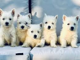 Chien
magnifiques chiots westie