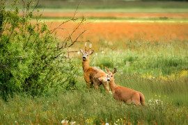 
                                                                                        Vente
                                                                                         PROPRIETE CHASSE 230 HA HAUT VAR