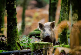 
                                                                                        Vente
                                                                                         PROPRIETE CHASSE 230 HA HAUT VAR