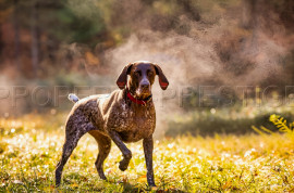 
                                                                                        Vente
                                                                                         PROPRIETE CHASSE 230 HA HAUT VAR