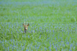 
                                                                                        Vente
                                                                                         PROPRIETE CHASSE 230 HA HAUT VAR