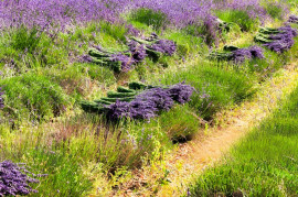 
                                                                                        Vente
                                                                                         PROVENCE PROPRIETE 295 HA RECEPTIONS CHASSE