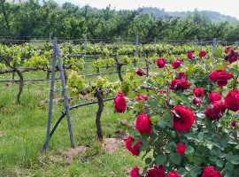 
                                                                                        Vente
                                                                                         PYRENEES ORIENTALES DOMAINE ARBORICOLE 10.5 HA