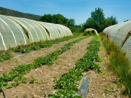 
                                                                                        Vente
                                                                                         PYRENEES ORIENTALES DOMAINE ARBORICOLE 10.5 HA