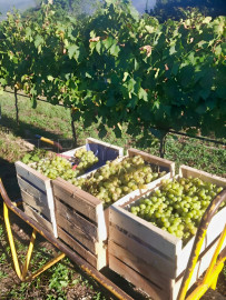 
                                                                                        Vente
                                                                                         PYRENEES ORIENTALES DOMAINE ARBORICOLE 10.5 HA