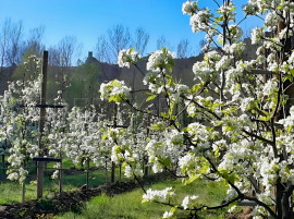 
                                                                                        Vente
                                                                                         PYRENEES ORIENTALES DOMAINE ARBORICOLE 10.5 HA