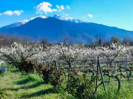 
                                                                                        Vente
                                                                                         PYRENEES ORIENTALES DOMAINE ARBORICOLE 10.5 HA