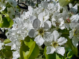 
                                                                                        Vente
                                                                                         PYRENEES ORIENTALES DOMAINE ARBORICOLE 10.5 HA