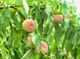 
                                                                                        Vente
                                                                                         PYRENEES ORIENTALES DOMAINE ARBORICOLE 10.5 HA