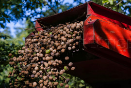 
                                                                                        Vente
                                                                                         PYRENEES ORIENTALES DOMAINE OLEICOLE ET NUCICOLE