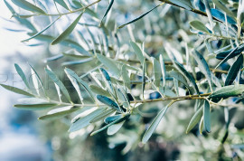 
                                                                                        Vente
                                                                                         PYRENEES ORIENTALES DOMAINE OLEICOLE ET NUCICOLE