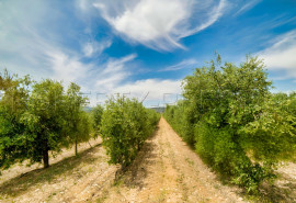 
                                                                                        Vente
                                                                                         PYRENEES ORIENTALES DOMAINE OLEICOLE ET NUCICOLE