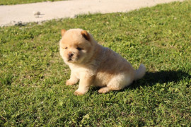 
                                                                        Chien
                                                                         Splendide Chiot Chow Chow à donner