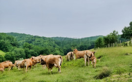 Vente
SUD-OUEST PROPRIETE AGRICOLE ET CHASSE 109 HA