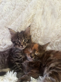 
                                                                                        Chat
                                                                                         Superbes chatons maine coon