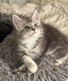 
                                                                                        Chat
                                                                                         Superbes chatons maine coon