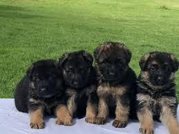 
                                                                        Chien
                                                                         Superbes chiots de pure race Berger allemand