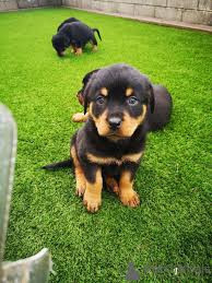 Chien
Superbes chiots Rottweiler
