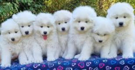 Chien
Superbes chiots samoyede