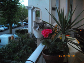 Location
T2 quai d'Alsace ou quai de Lorraine