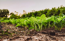 
                                                                                        Vente
                                                                                         TARN FONCIER AGRICOLE 72 HA IRRIGUE