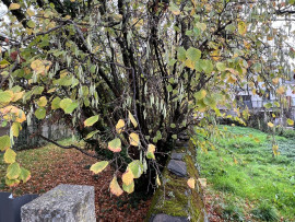 
                                                                                        Vente
                                                                                         Terrain à viabiliser - Angers