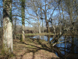 
                                                                                        Vente
                                                                                         terrain de loisirs - forêt - étang - prairie