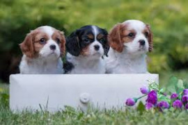 
                                                                                        Chien
                                                                                         Très beaux chiots cavalier king charles