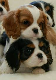 
                                                                                        Chien
                                                                                         Très beaux chiots cavalier king charles