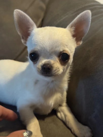 Chien
Une petite chiots chihuahua femelle à cèder
