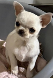 Chien
Une petite chiots chihuahua femelle à cèder