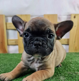 Chien
Une petite chiots chihuahua femelle à cèder