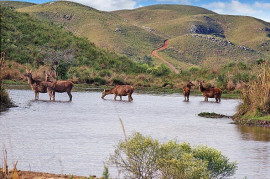 
                                                                                        Vente
                                                                                         URUGUAY - LODGE CHASSE 1500 HA