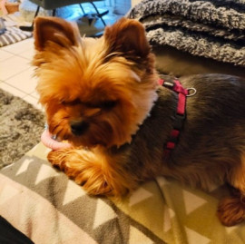 Chien
Yorkshire cherche foyer