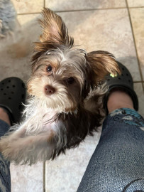 Chien
Yorkshire en don écris moi: BAGNARA.VAL@GMAIL.COM